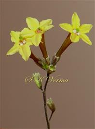  Inflorescence
